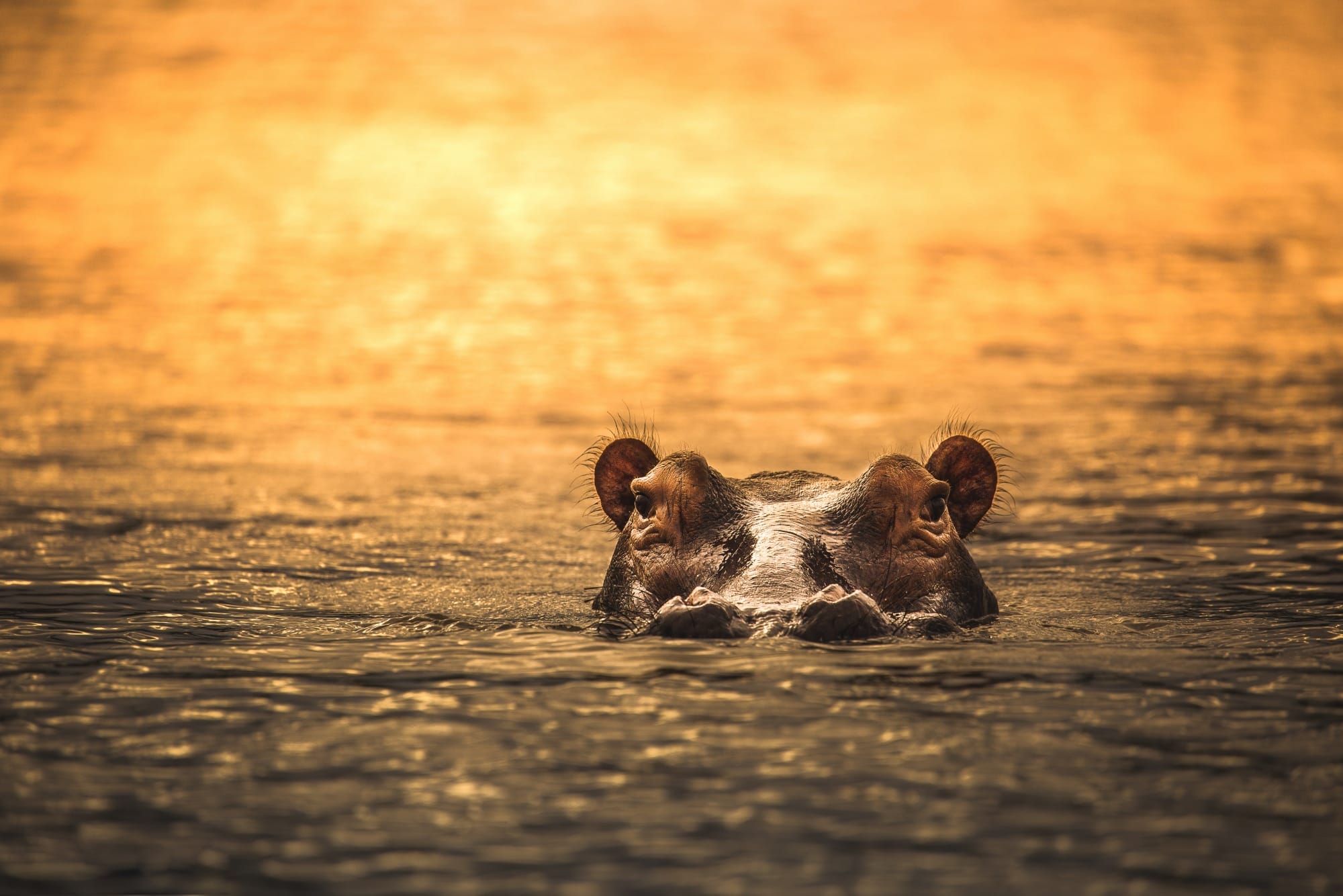 Hippo in Okavango Delta