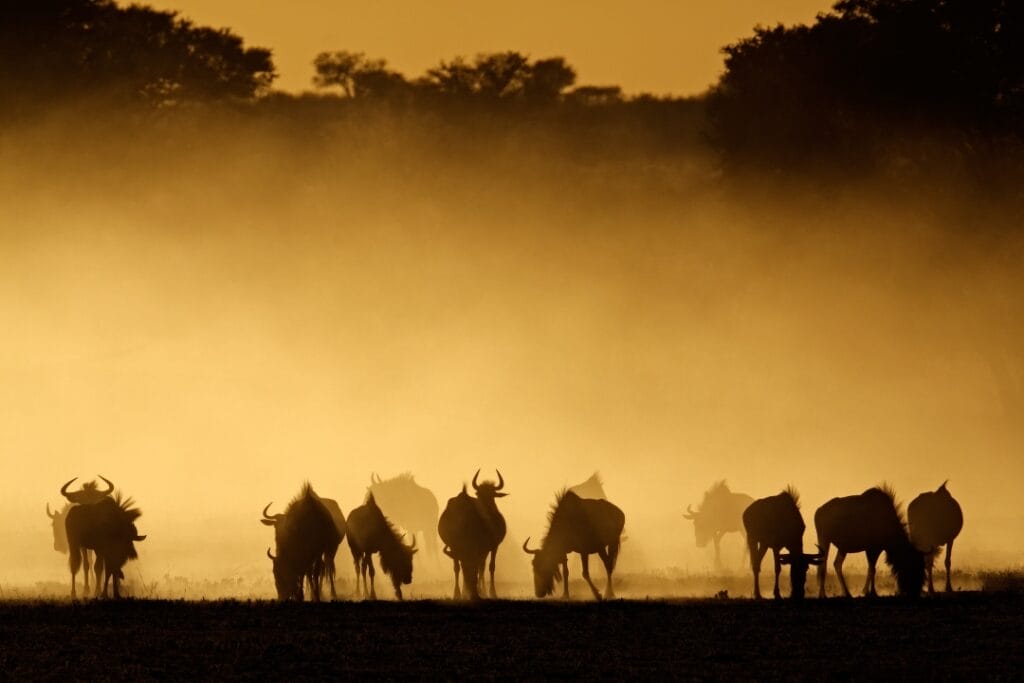 Migration, Serengeti, Tanzania
