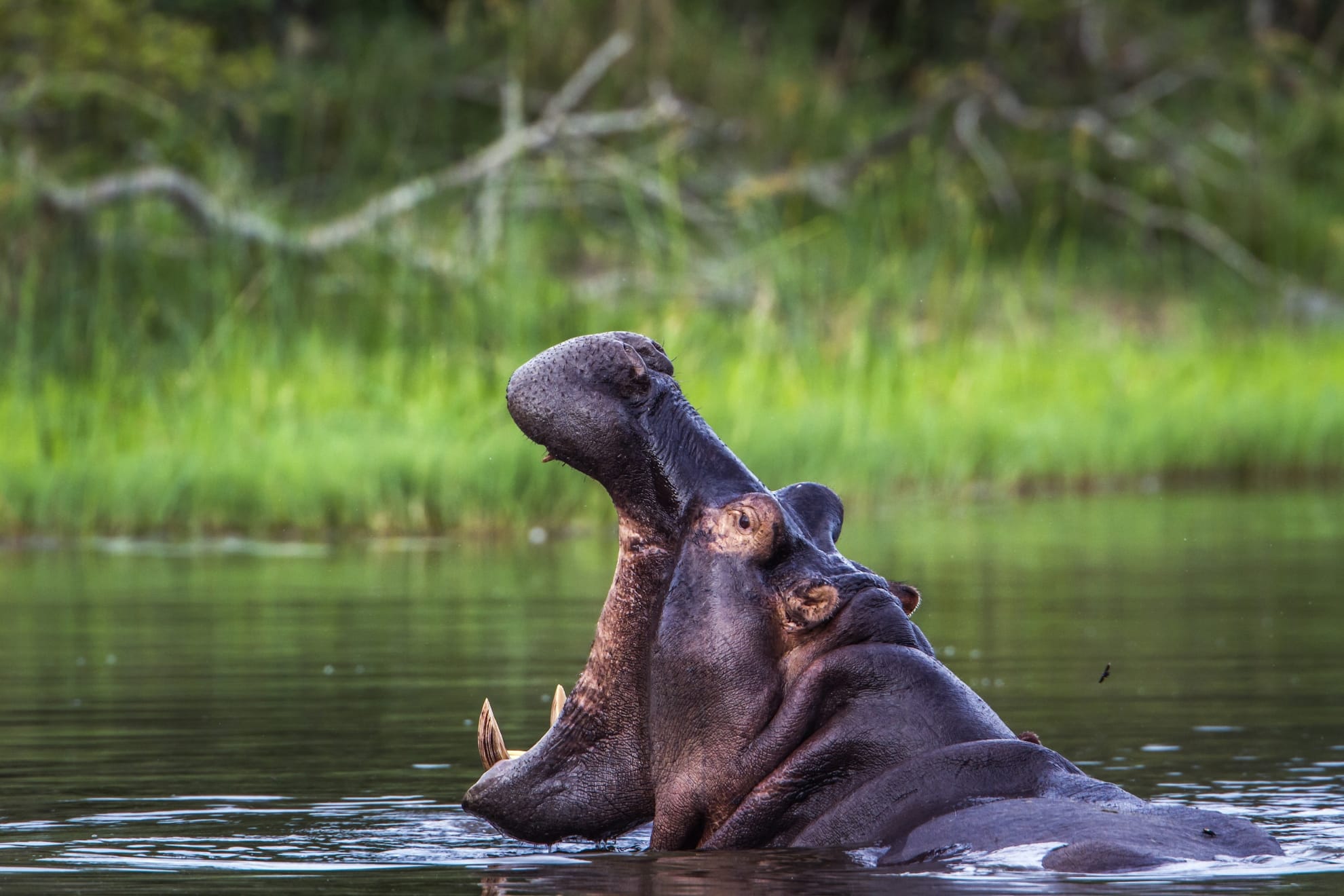 Okavango Delta, Hippo