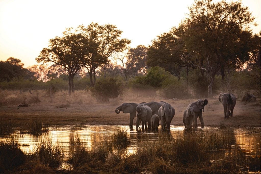 Selinda Explorers Camp, Botswana