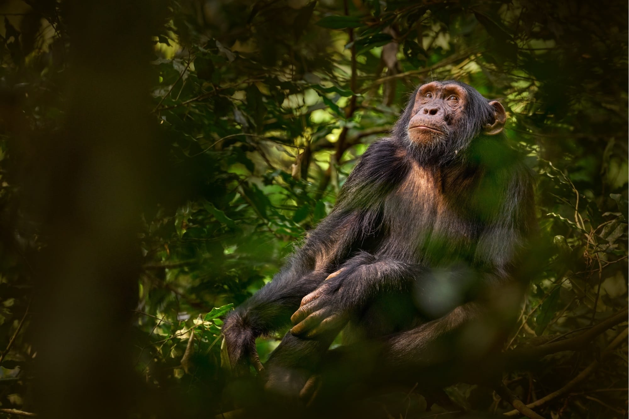 Chimpanzee, Uganda