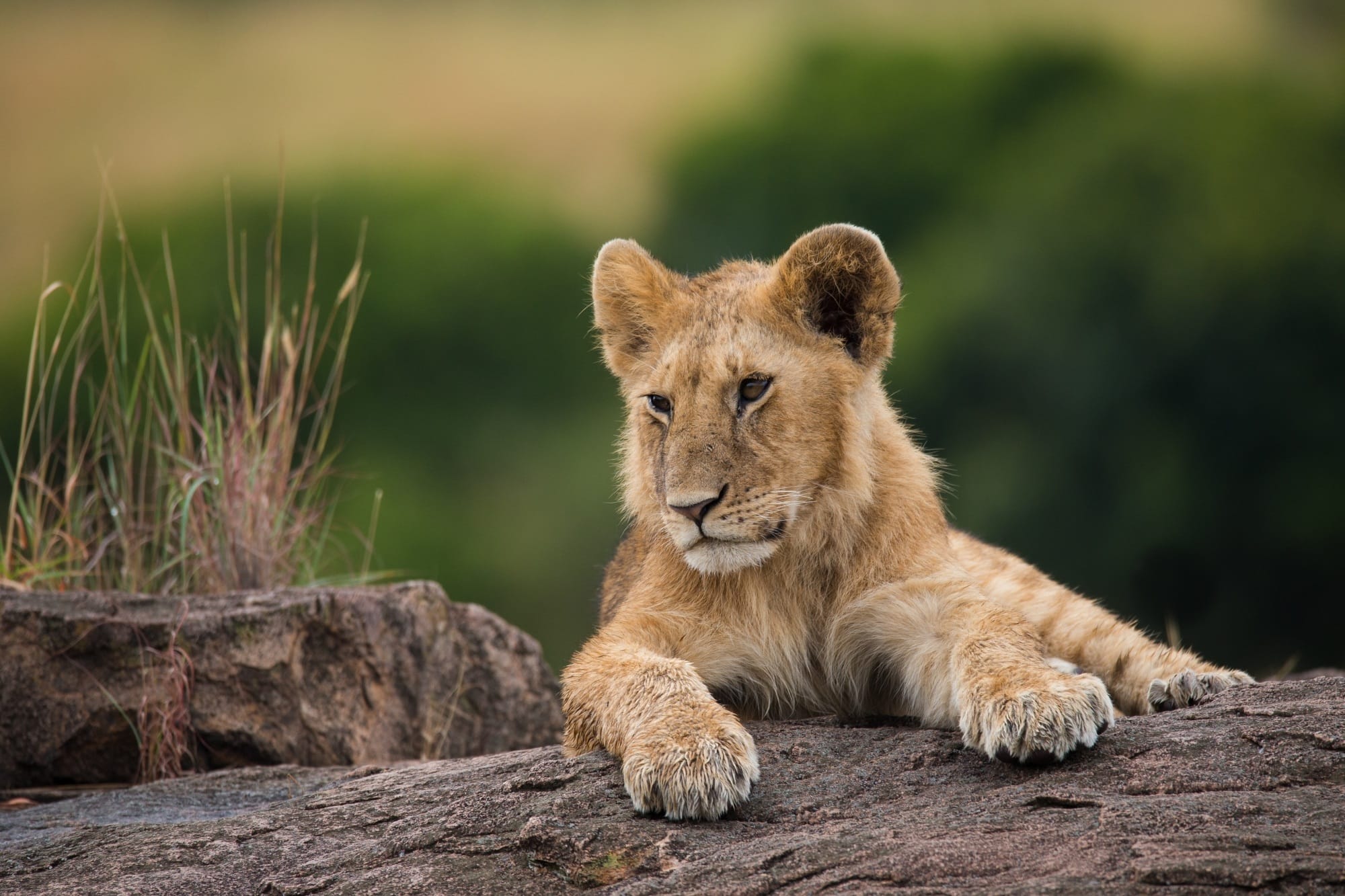 Lion cub, Uganda