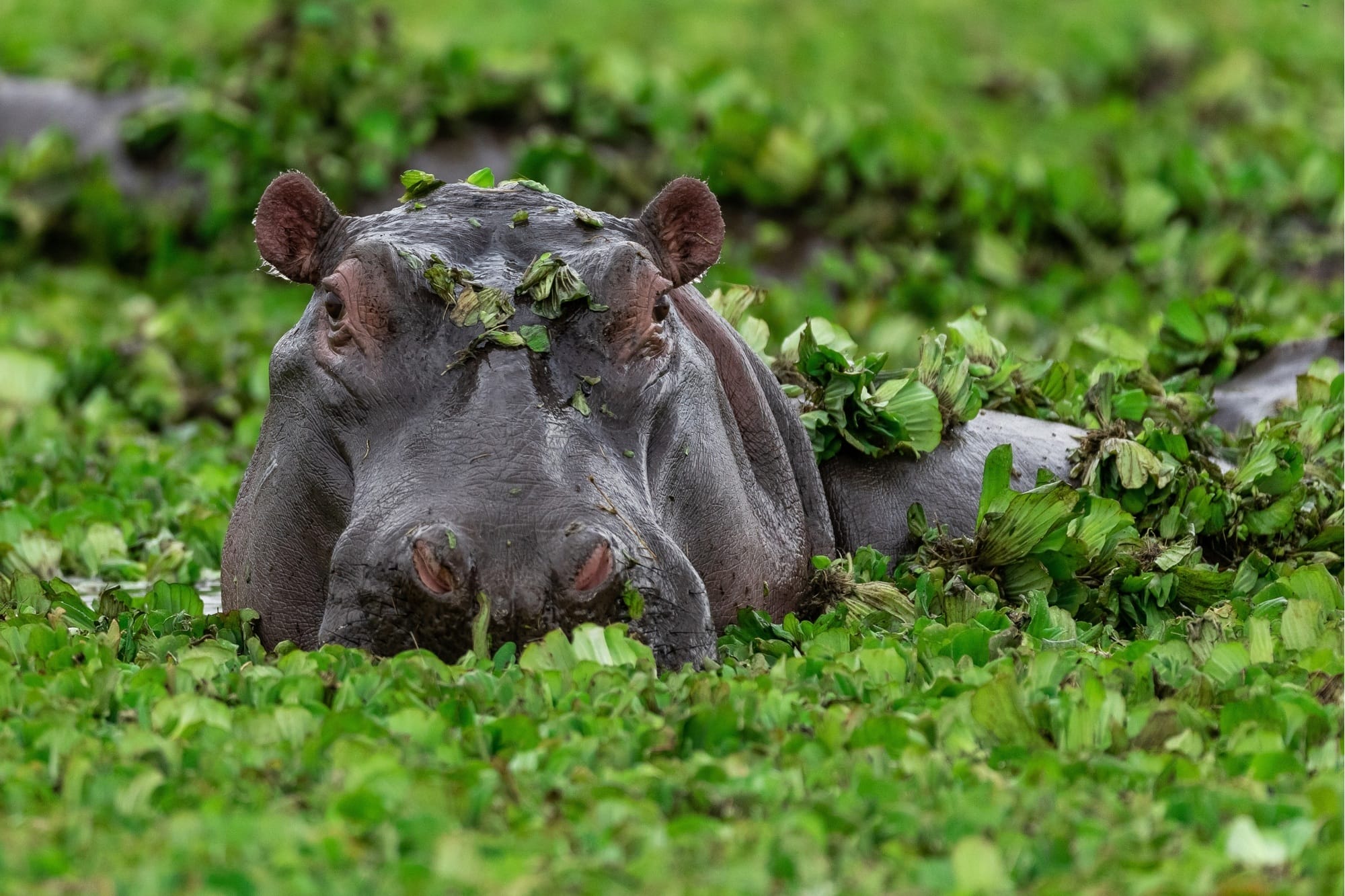 Hippo, Uganda