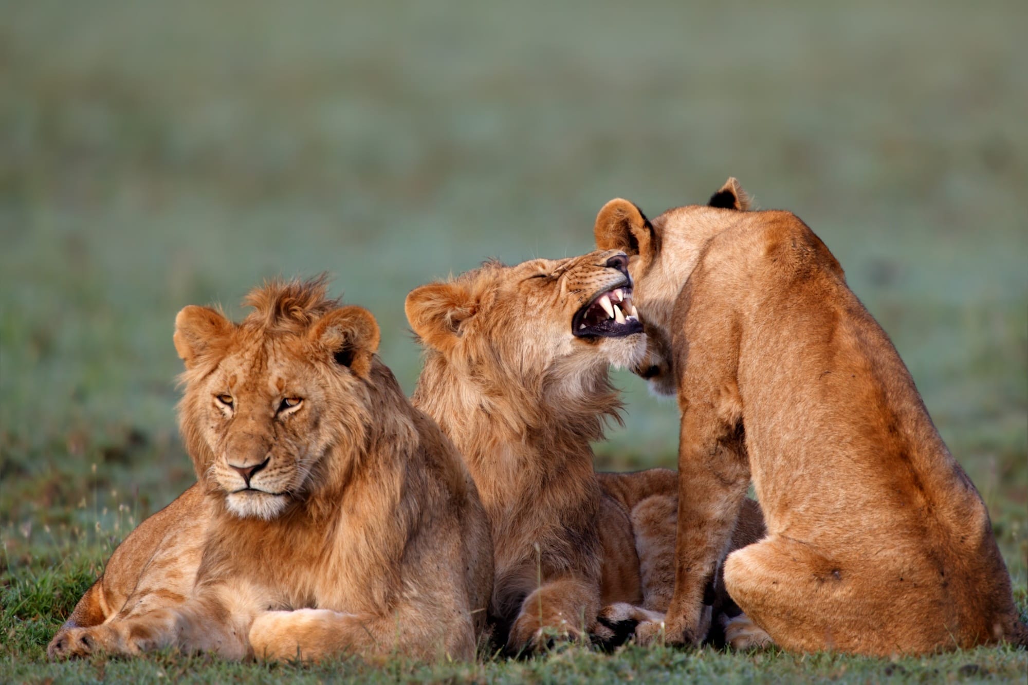 Lion, Hwange National Park
