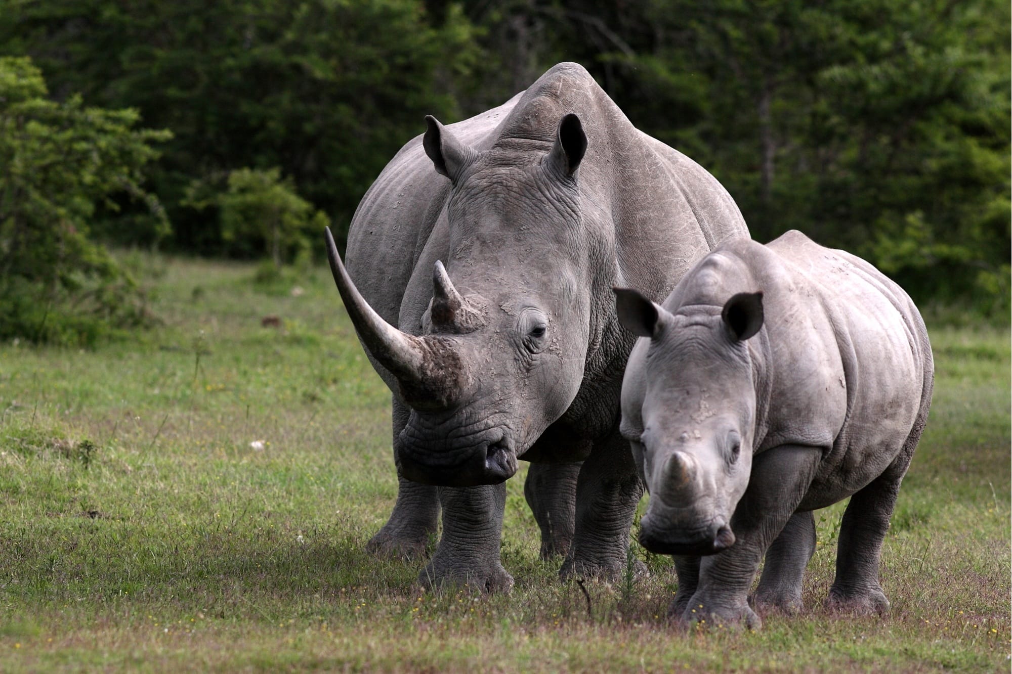 Rhino, Zimbabwe
