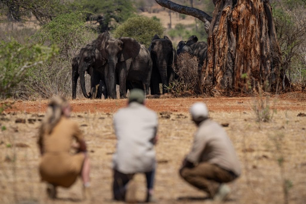 Jongomero Camp, Ruaha National Park