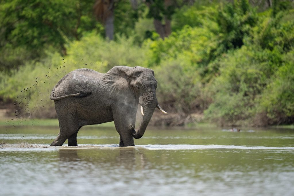 Jongomero Camp, Ruaha National Park