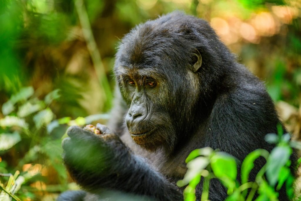 Mountain Gorilla, Mgahinga, Uganda