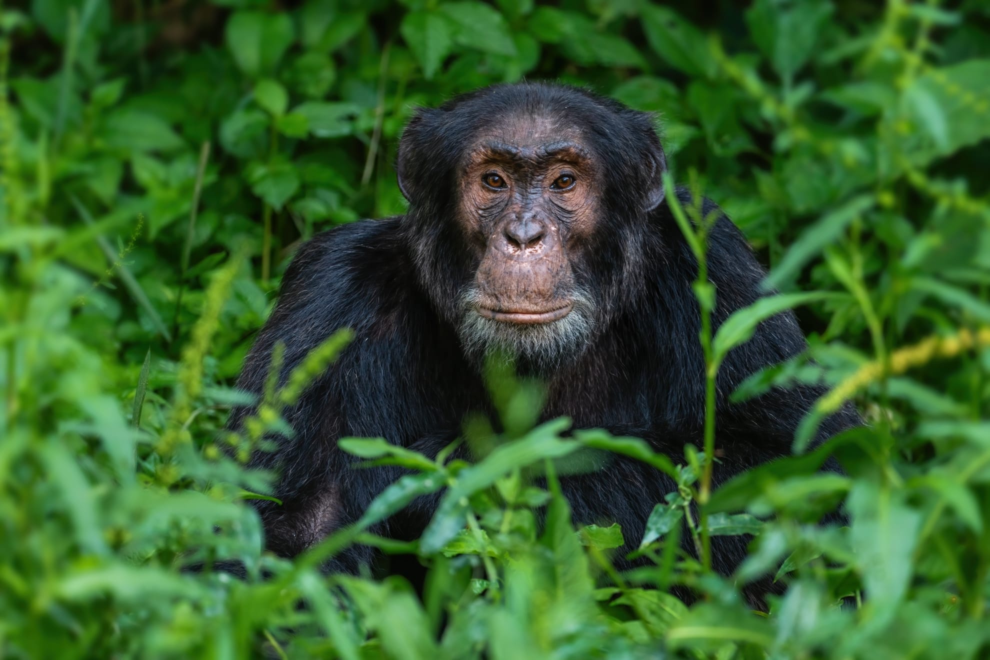Chimpanzee, Nuyngwe Forest