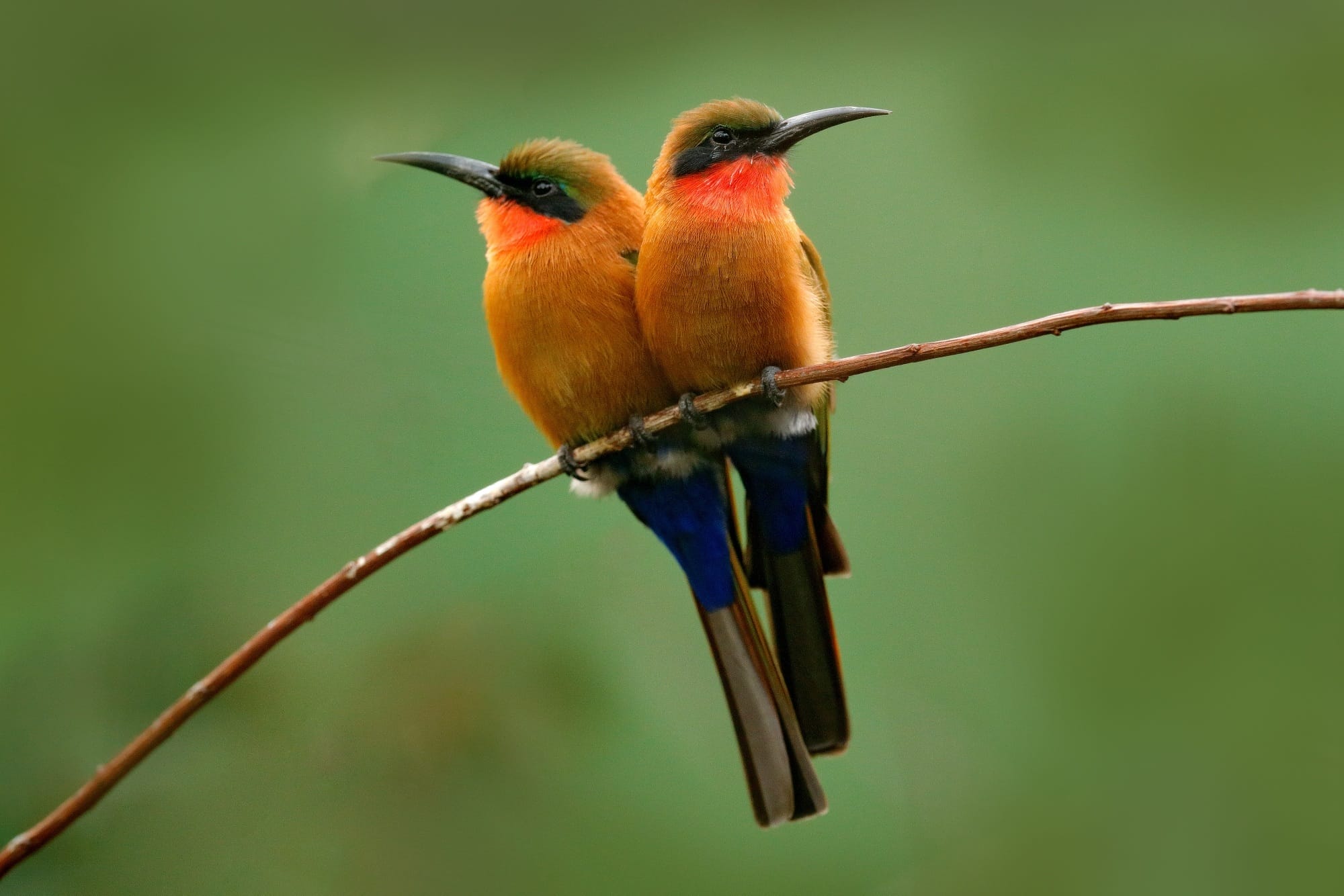 Cinnamon Breasted Bee Eater, Nyungwe Forest, Rwanda