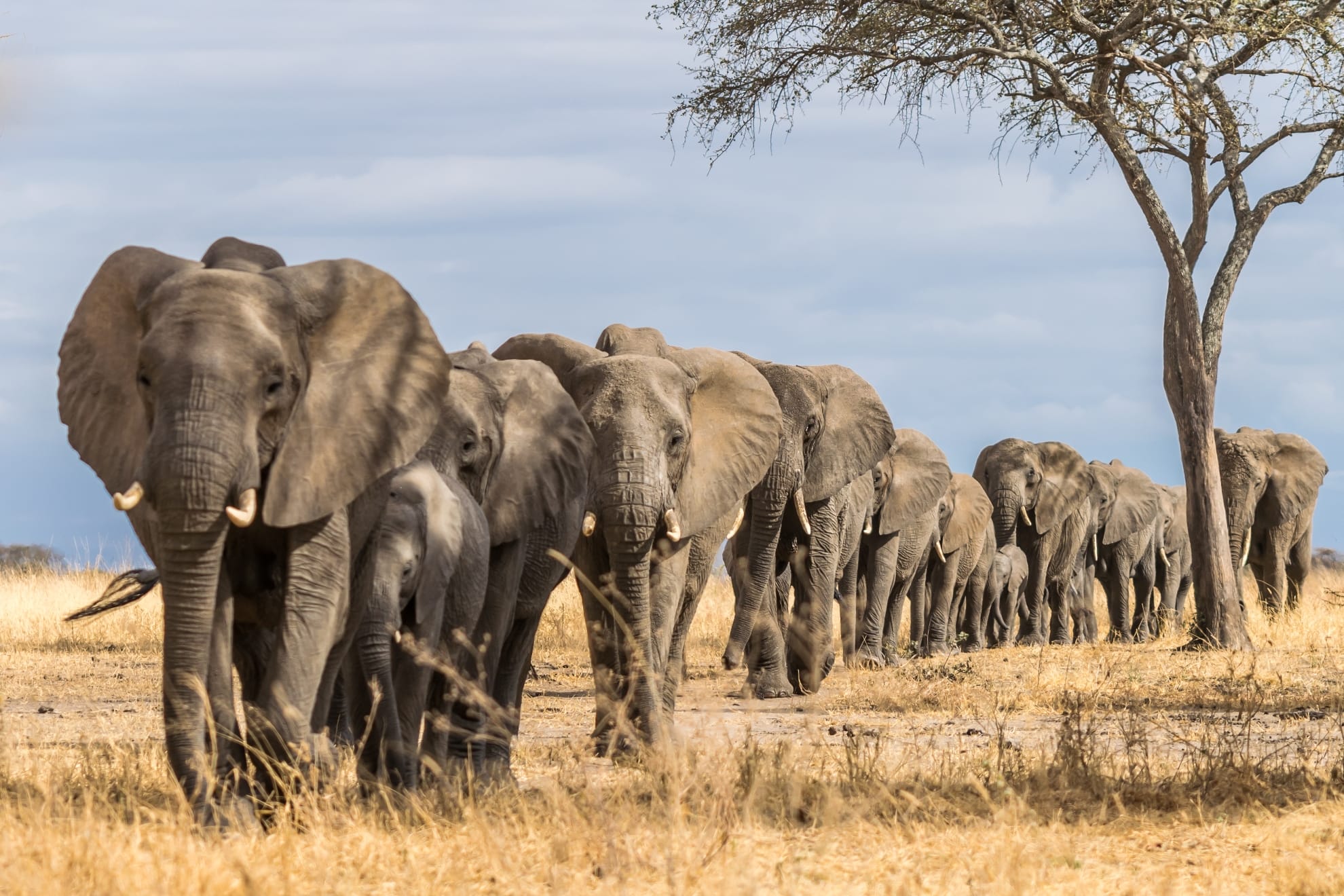 Elephants, Samburu