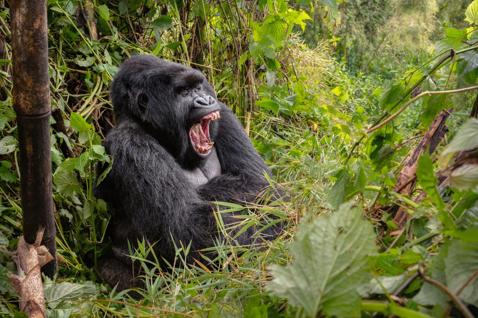 Gorilla, Volcanoes National Park, Rwanda