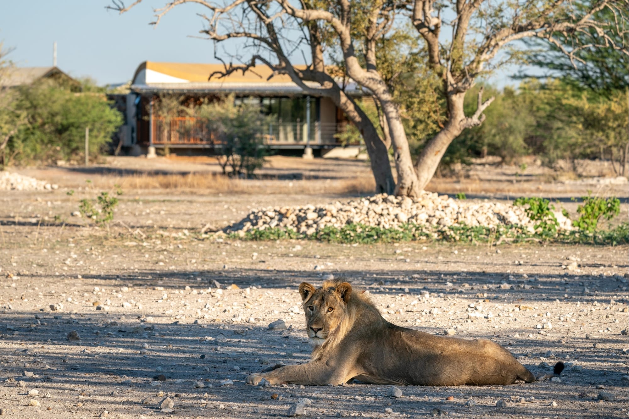 Andersson's at Ongava, Namibia