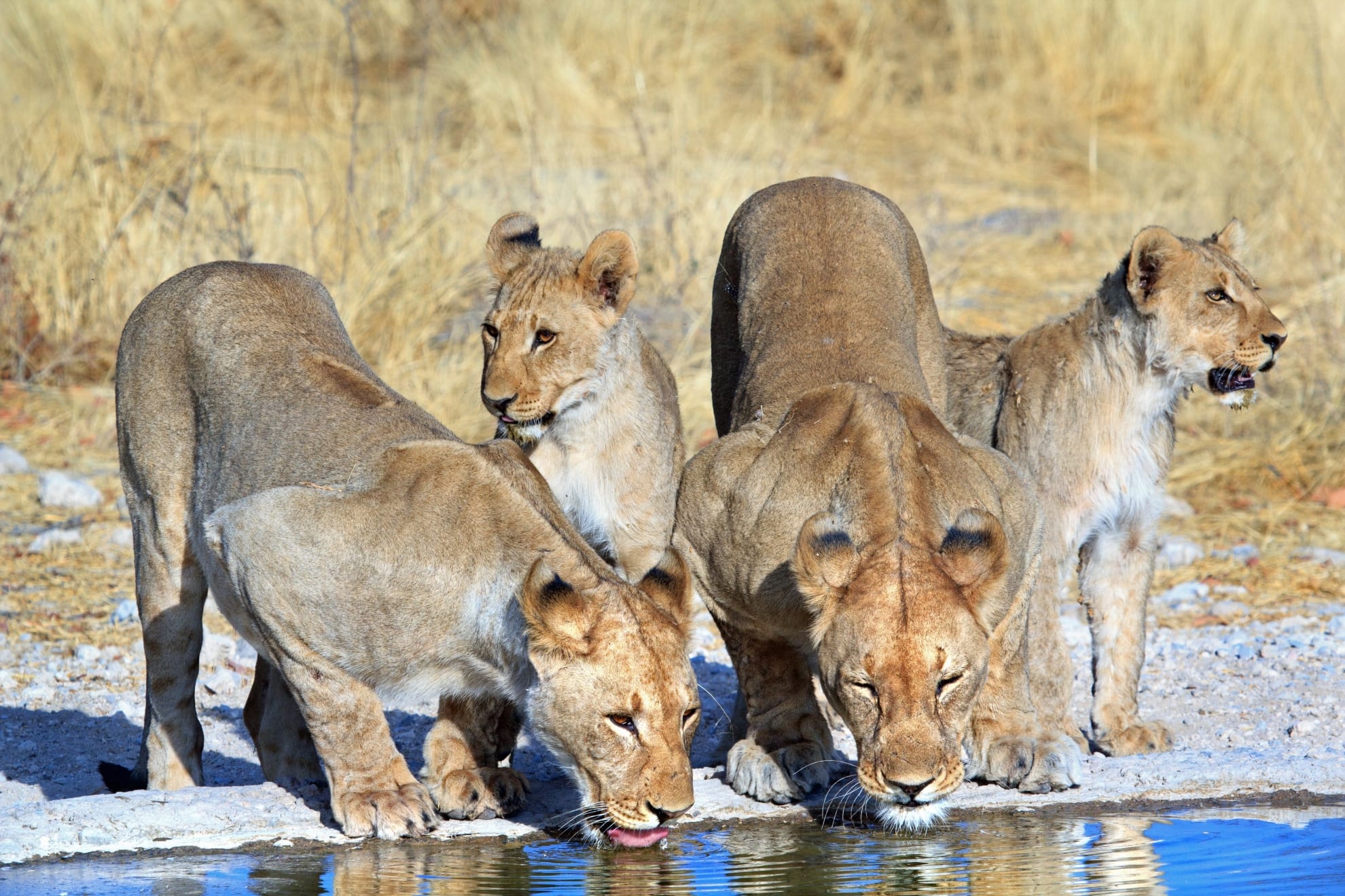 Etosha National Park, Namibia