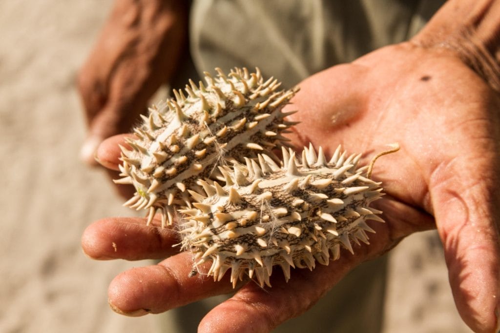 Tau Pan Camp, Botswana