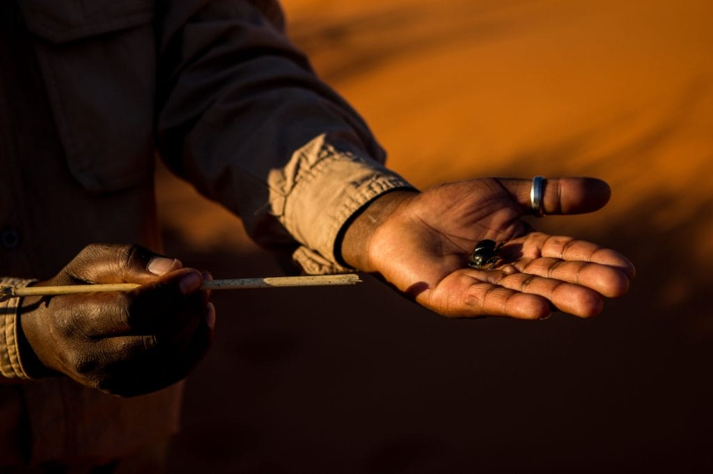Tok Tokkie Trails, Namibia