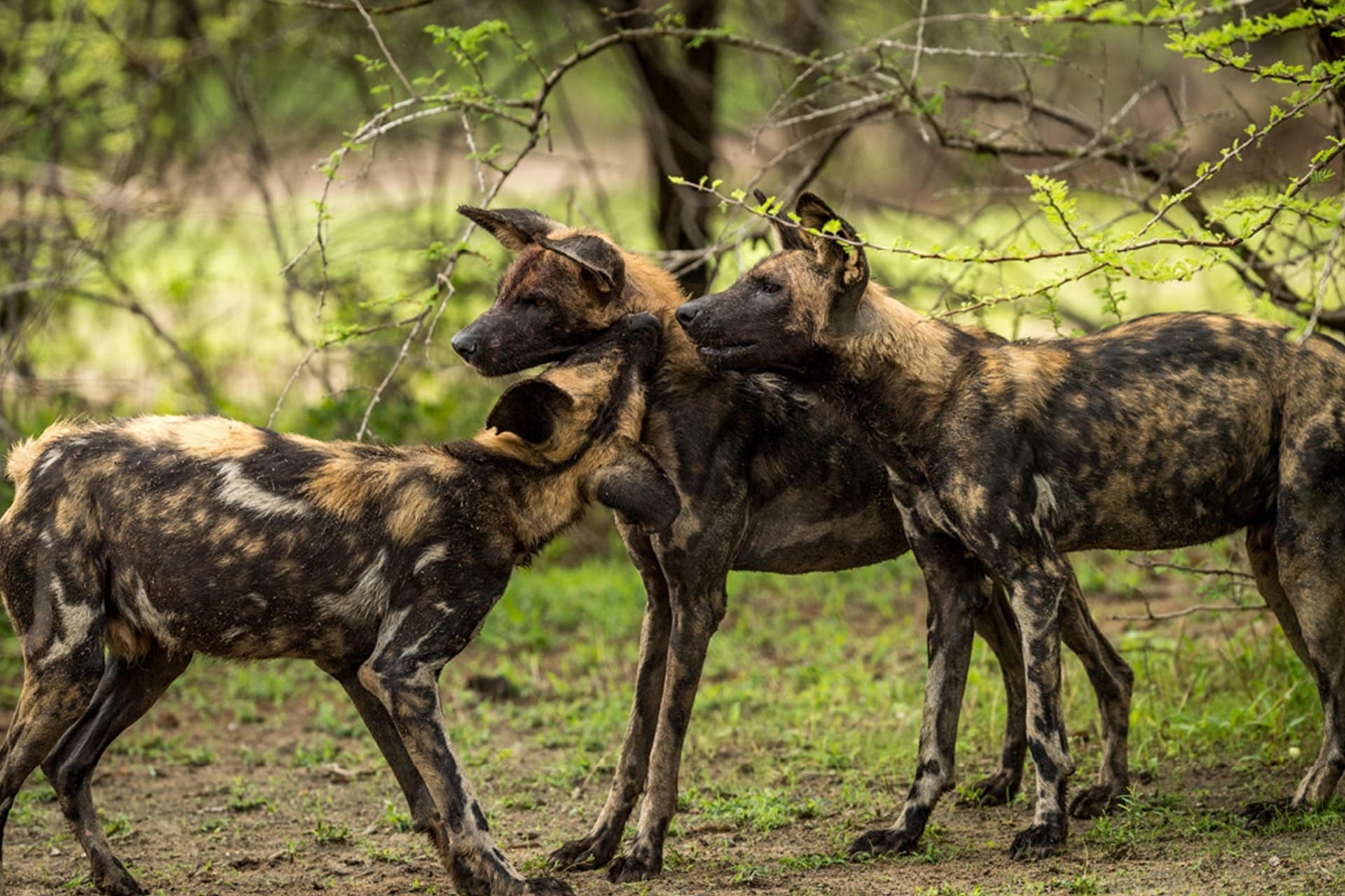 Wild Dog, Tanzania
