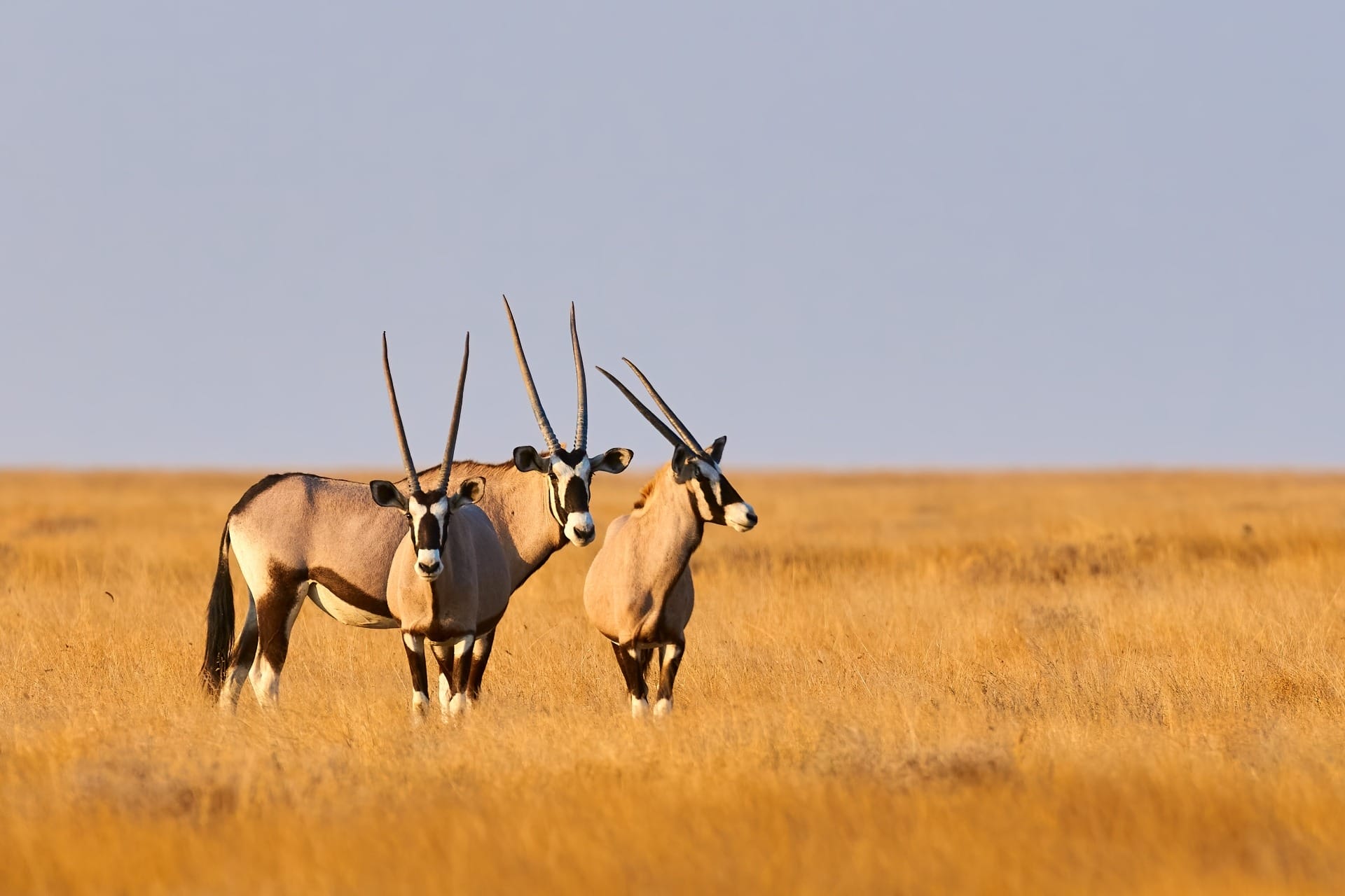 Oryx, Namibia