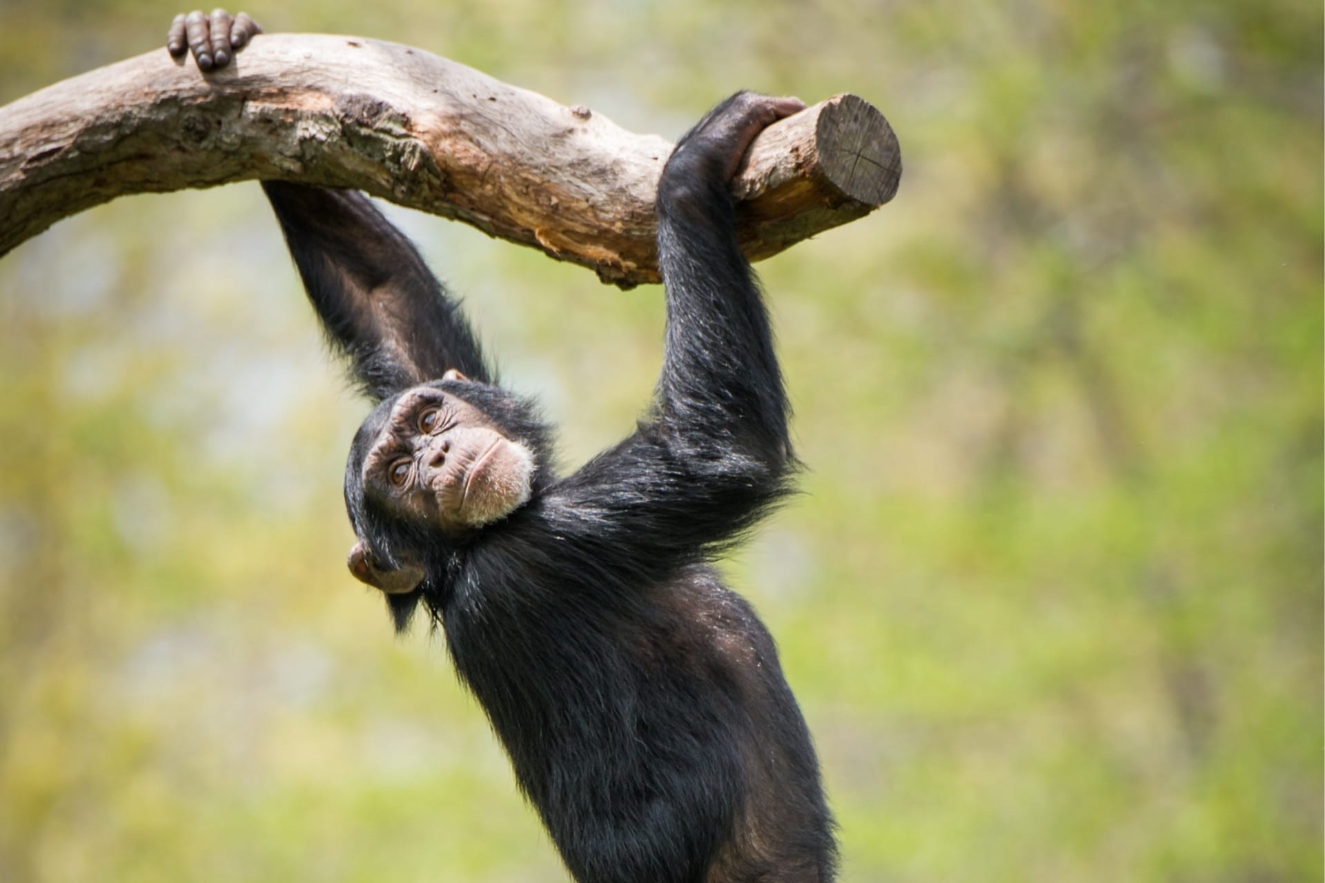 Chimpanzee