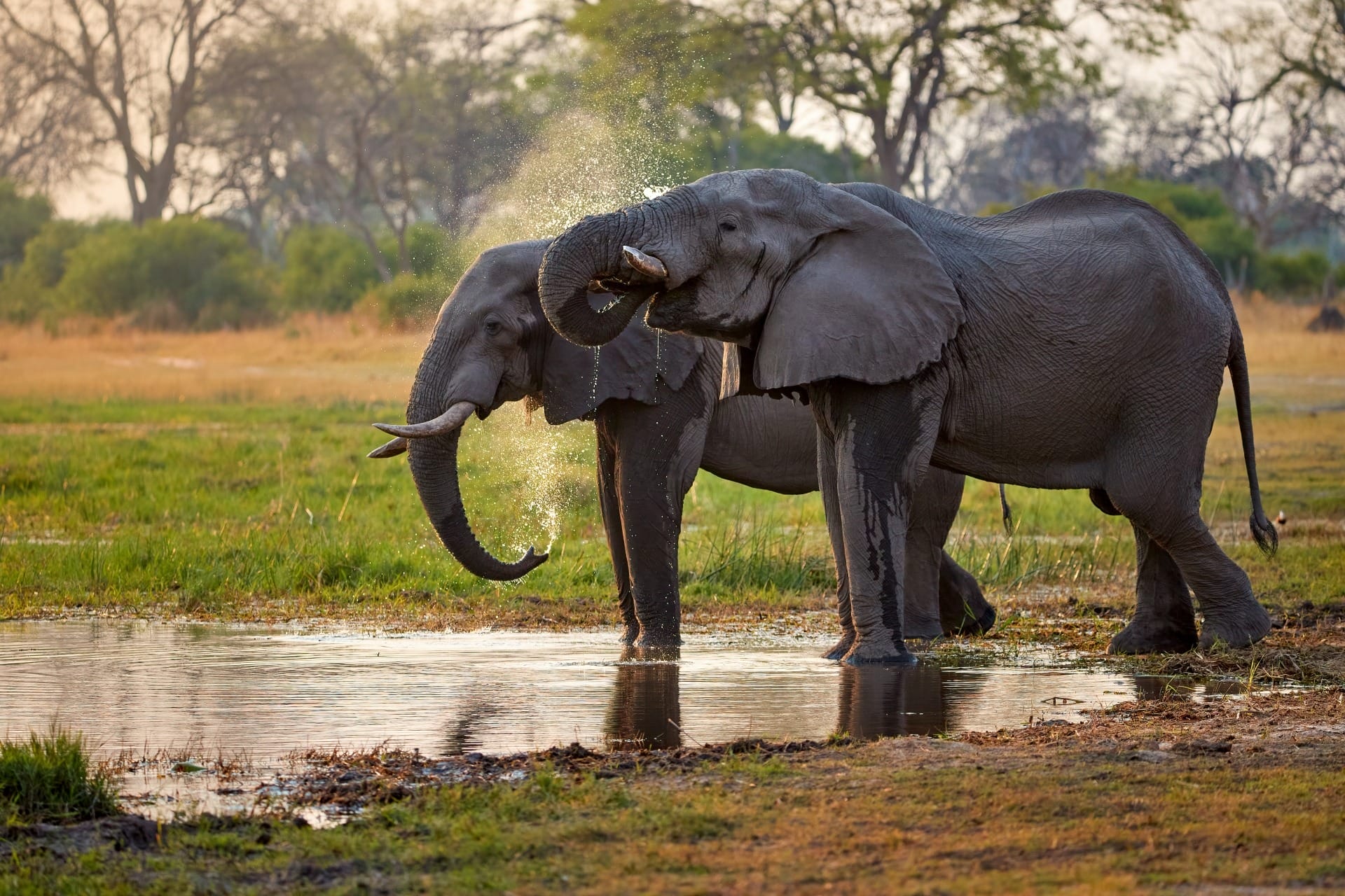 Elephant, Hwange National Park