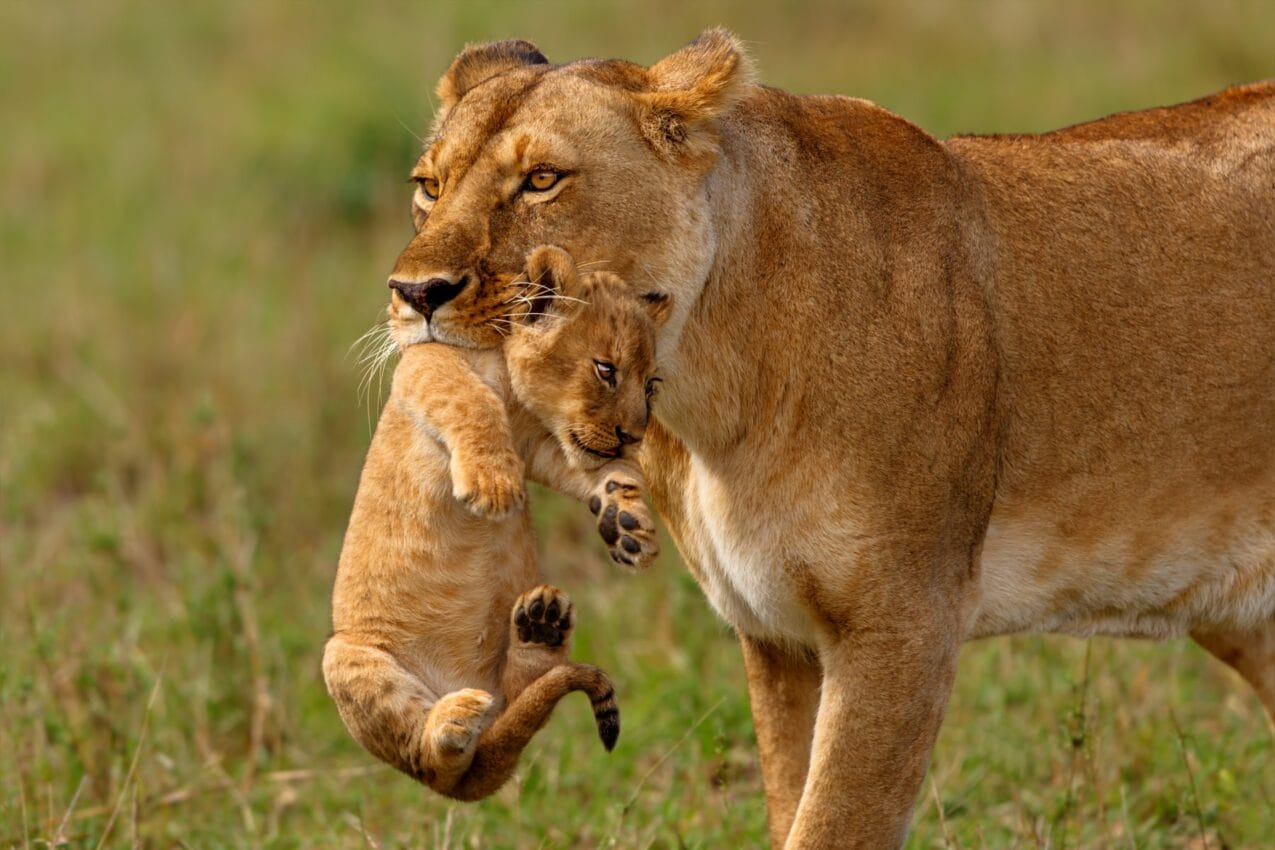 Lion and baby cub